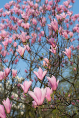 Flowering magnolia tree with white and pink flowers