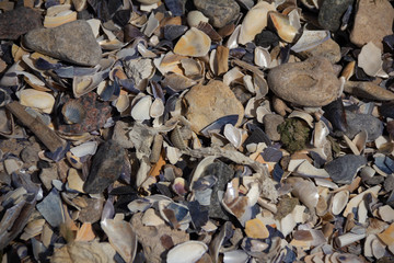 Shell background, seashore, vacation, vacation