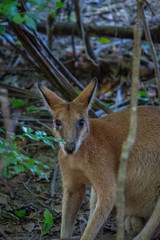 Wallabies on the beach/grass in Cape Hillsborough Queensland Australia