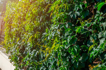 Green hedge background. Fence of creeper leaves in the sunlight. On walls is creeper ivy plant Maiden or Wild grape or Parthenocissus quinquefolia. Selective focus