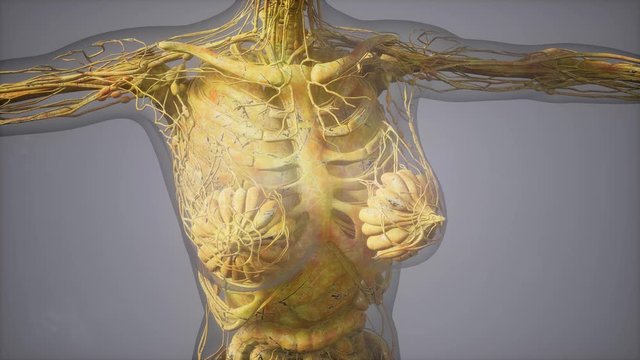 model showing anatomy of human body illustration