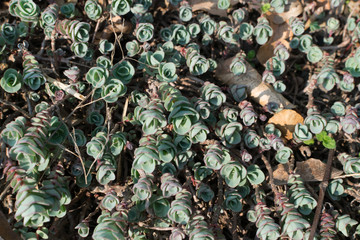 Sedum ewersii, Crassulaceae or stonecrop close up