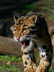 The clouded leopard, Neofelis nebulosa, is a wild cat occurring from the Himalayan foothills through mainland Southeast Asia into southern China.