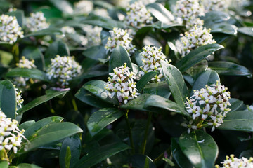 Skimmia japonica flowers or Japanese skimmia flowering plant