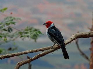 The red-cowled cardinal, Paroaria dominicana, is a bird species in the tanager family.