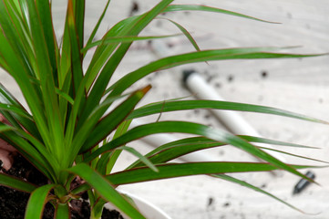 Care for indoor plants. Dracaena on a gray wooden floor. Houseplant transplant.