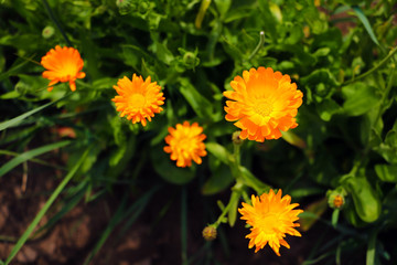 Orange pot marigold. Calendula officinalis field.