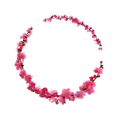 Frames with beautiful flowers, spring background