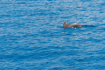 dolphin emerges from the water