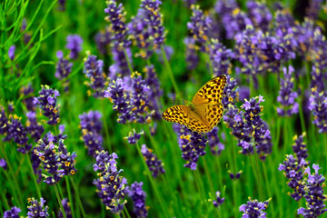 Lavender flowers in field. Pollination with butterfly . Soft focus, blurred background.Closeup beautiful butterfly sitting on flowers. Copy space. Selective focus.