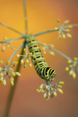 Portrait of Swallowtail caterpillar over food plant (Papilio machaon )