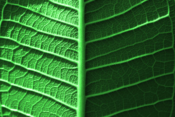 Close up of green leaf