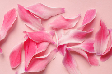 beautiful fresh pink flower petals on pastel rose background, top view, flat layout