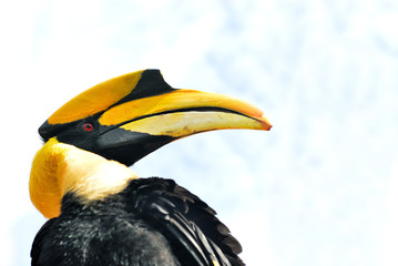 The great hornbill.