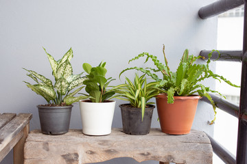 Green plants on the wooden bench.
