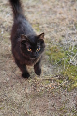 Naklejka na ściany i meble Black cat in the grass
