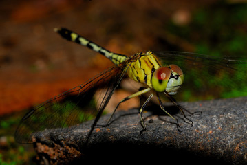 Dragonflies close up on beautiful background.