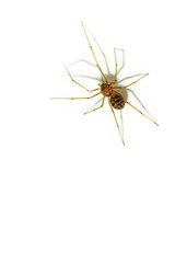 Minimalist Spider Crawling
