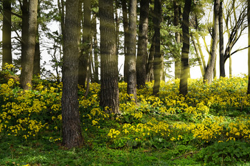 Pine trees with yellow flower background