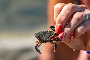 A small black sea crab in a woman's hand with a red manicure. Tentacles and claws are dark green in sunlight