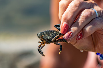 A small black sea crab in a woman's hand with a red manicure. Tentacles and claws are dark green in sunlight