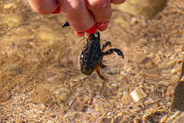 A small black sea crab in a woman's hand with a red manicure. Tentacles and claws are dark green in sunlight