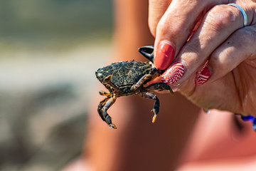 Obraz premium A small black sea crab in a woman's hand with a red manicure. Tentacles and claws are dark green in sunlight