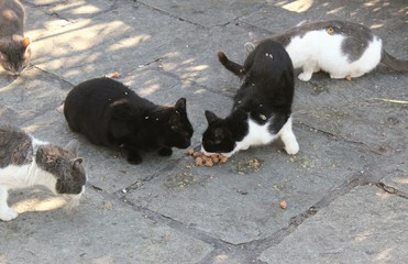 Stray cat eating cat food outside