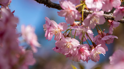 河津桜