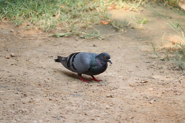 ground pigeon on the earth