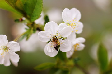 Spring Wallpaper. Closeup bee drinks nectar from white cherry flowers.