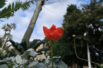 Coquelicot orange fleuri