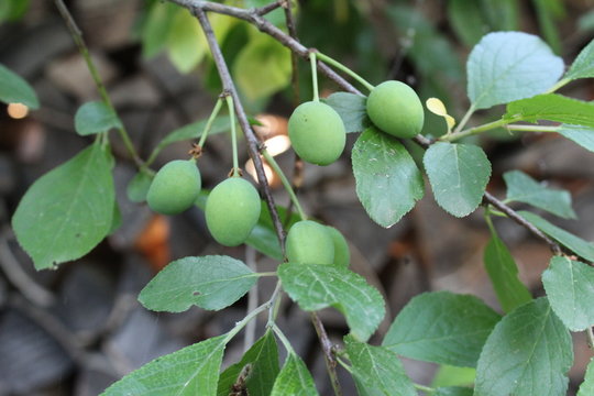 green unripe plums close-up on a tree branch 