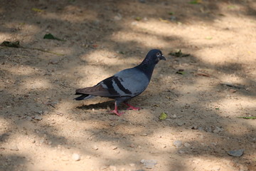 A rare pigeon on shadow