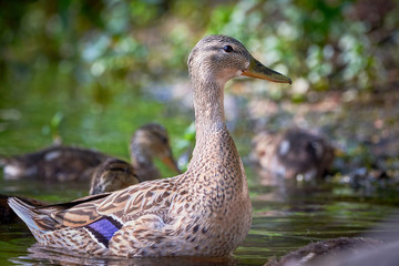Mallard Female ( Anas platyrhynchos ) with Ducklings