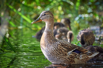 Mallard Female ( Anas platyrhynchos ) with Ducklings