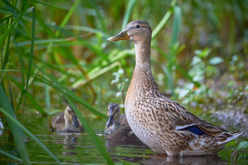 Mallard Female ( Anas platyrhynchos ) with Ducklings