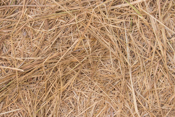 Straw texture background. Hay closeup. Dry yellow grass background. Autumn harvest concept. Straw pattern. 