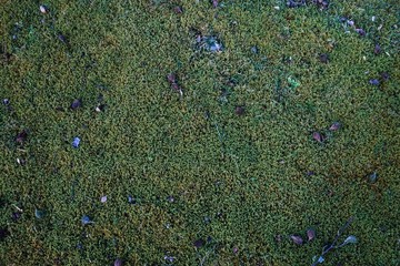 Fototapeta premium Moos Textur im Frühling