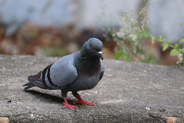 the great pigeon bird
