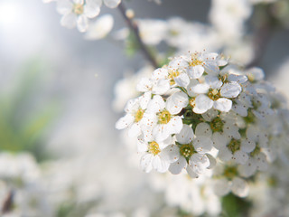 Flowering shrub in white light.
