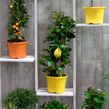 Vertikaler Garten, Zitrusb&auml;ume, mediterran