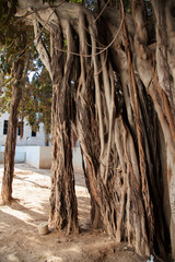 aerial roots of a tree in the street