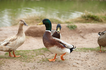 Naklejka na ściany i meble group of common ducks outdoors