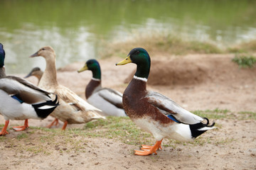 group of common ducks outdoors