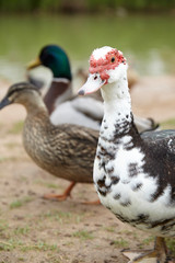 group of common ducks outdoors