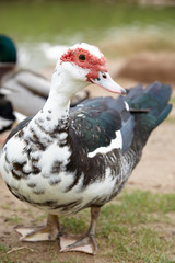 group of common ducks outdoors