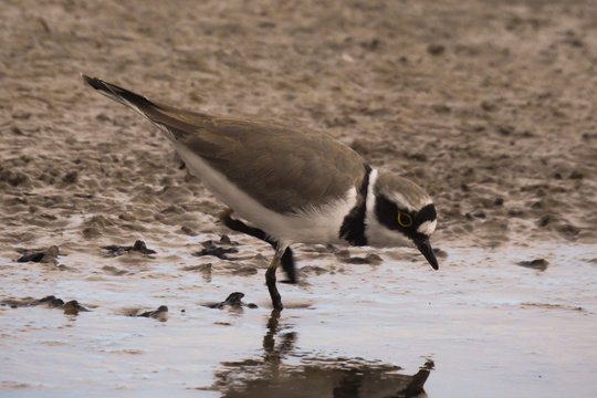 Corriere piccolo (Charadrius dubius) sulla riva di uno stagno,ritratto