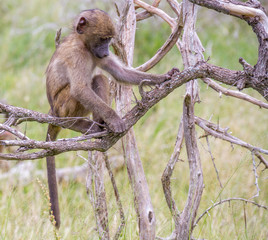 Baby chacma baboon isolated in a dry tree in the African bush
