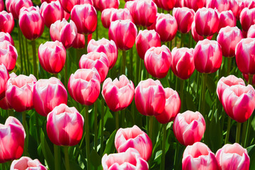 Fototapeta premium Pink tulip flowers blooming in a tulip field at sunset. Nature background